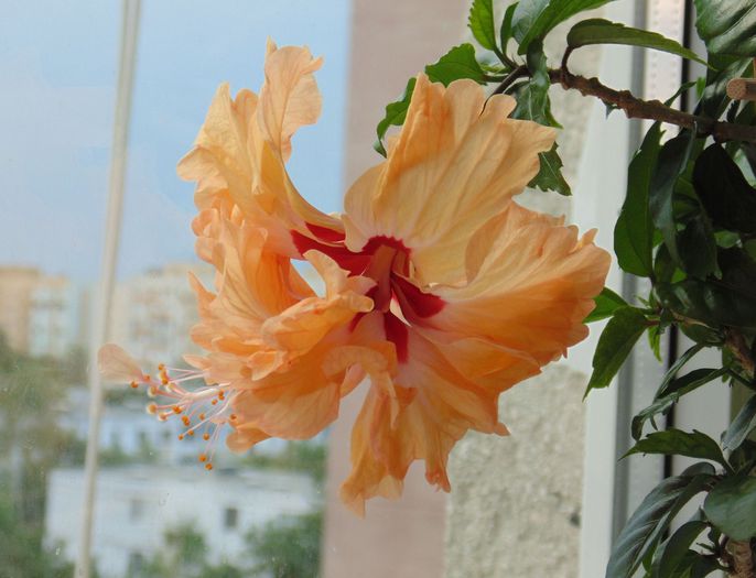 8 august 2014 - hibiscusi 2014