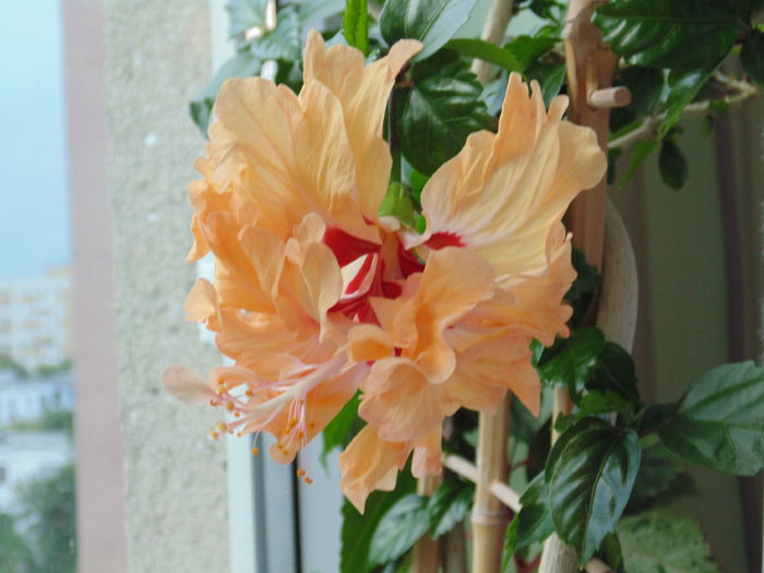 DSC05312 - hibiscusi 2014