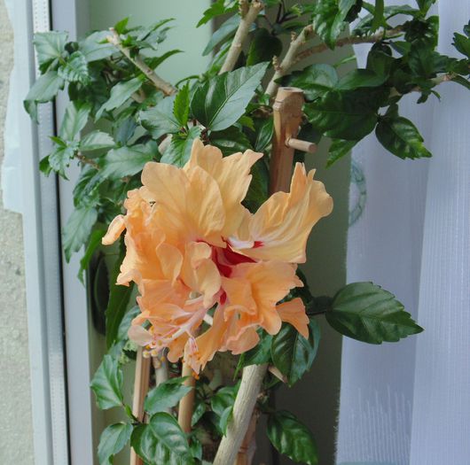 DSC05315 - hibiscusi 2014