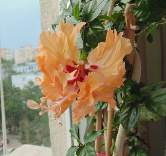 DSC05316 - hibiscusi 2014