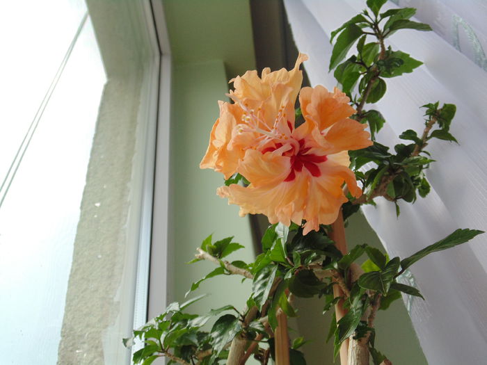 DSC05319 - hibiscusi 2014