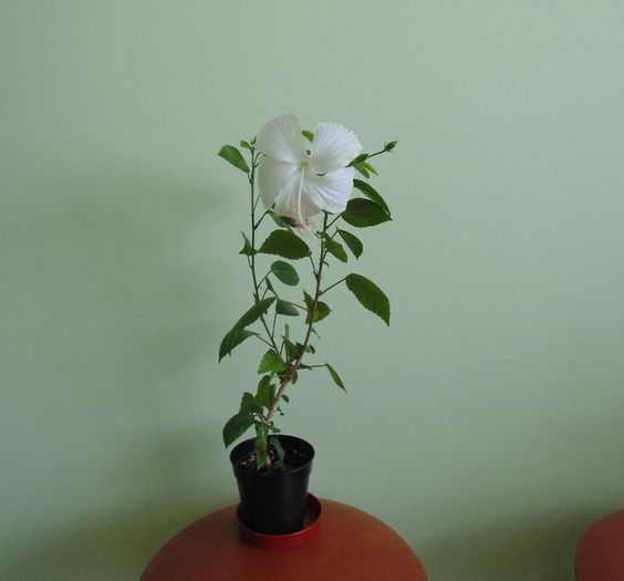 8 august 2014 - hibiscusi 2014