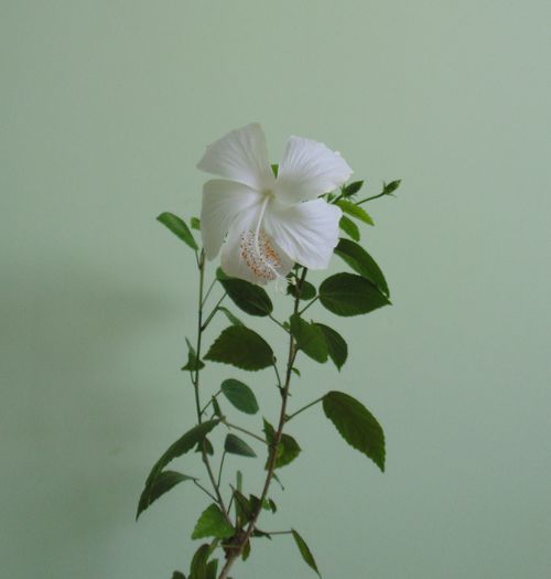DSC05340 - hibiscusi 2014