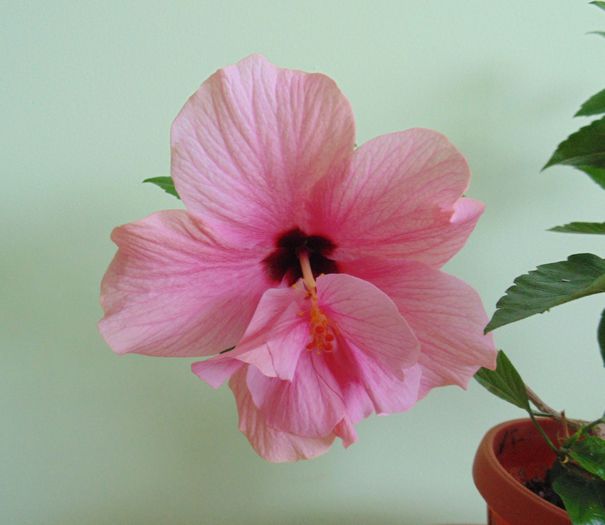 DSC05347 - hibiscusi 2014