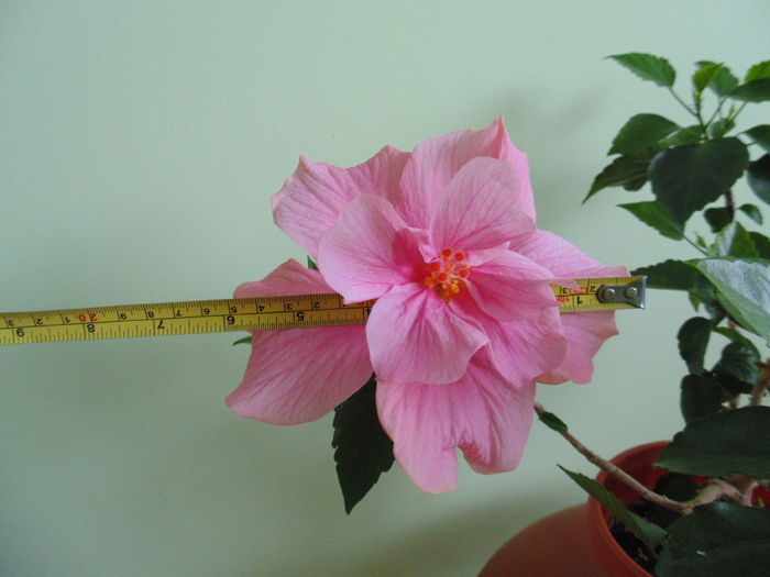 floare de 15 cm
