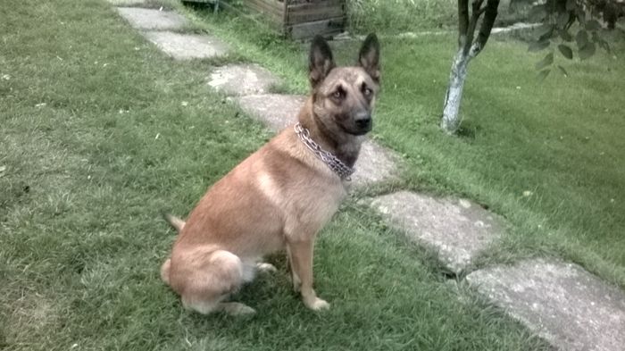 WP_20140729_20_07_00_Smart - CIOBANESC MALINOIS