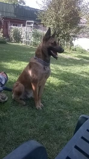 WP_20140817_16_48_15_Smart - CIOBANESC MALINOIS