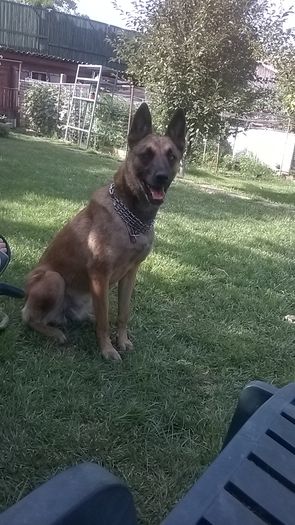 WP_20140817_16_48_27_Smart - CIOBANESC MALINOIS