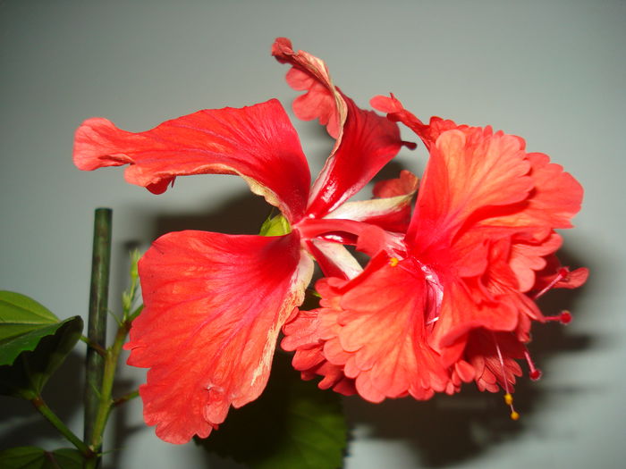 DSC09516