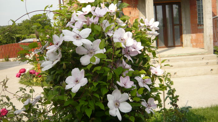 037 - clematite infloriri