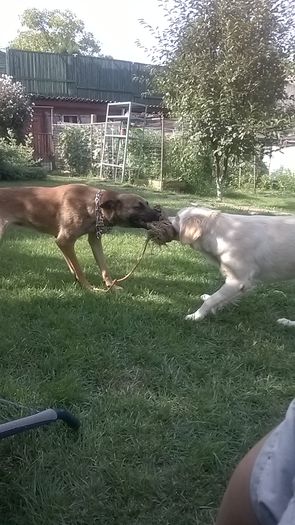 WP_20140817_16_42_29_Smart - CIOBANESC MALINOIS