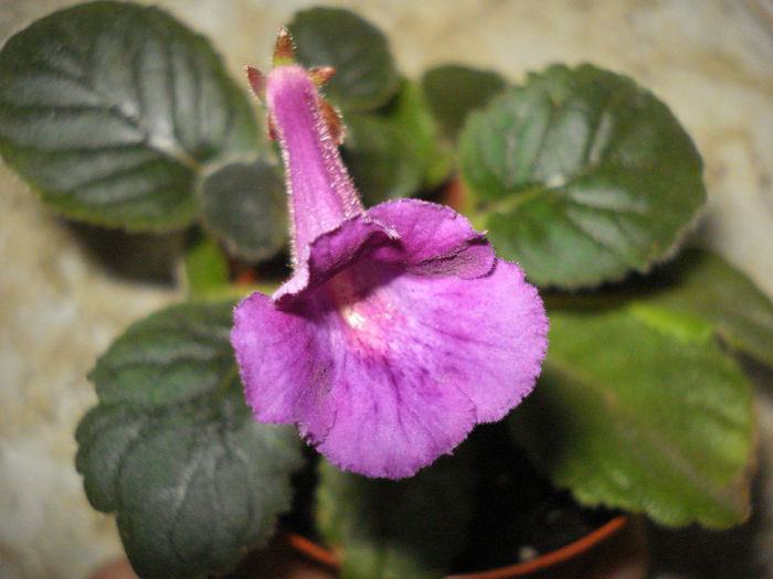 DSC09446 - FLORI 2014