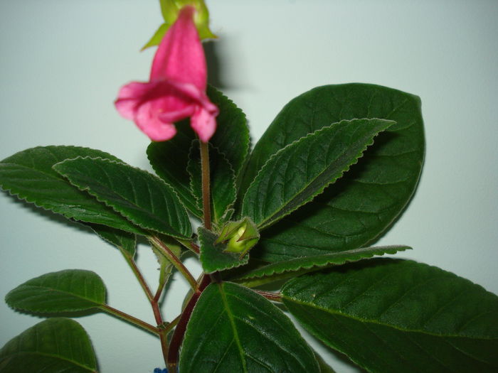 DSC09525