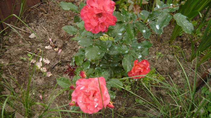 047 - Meilland Sorbet Fruite