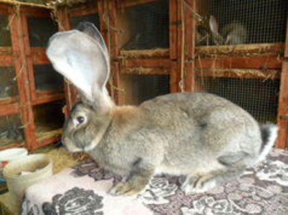 fem-danielionesi; poza este de pe pagina lui
