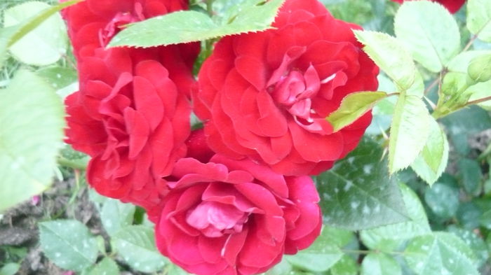 044 - Kordes Lavaglut