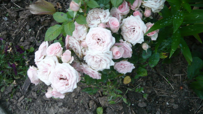 051 - Rose mini