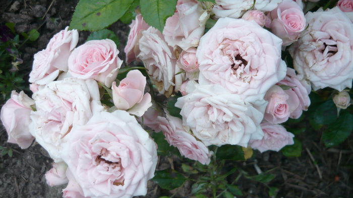 052 - Rose mini
