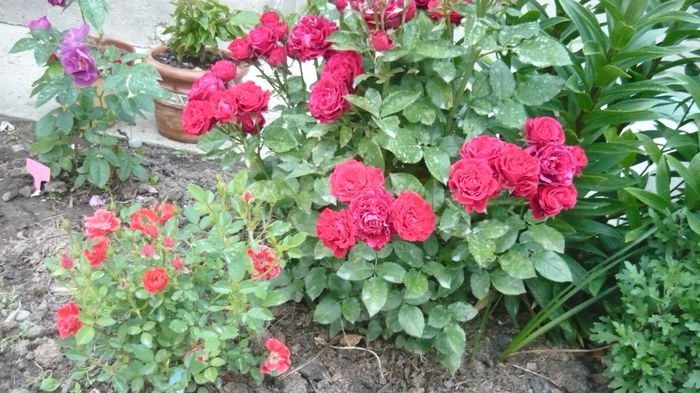 063 - Rose mini