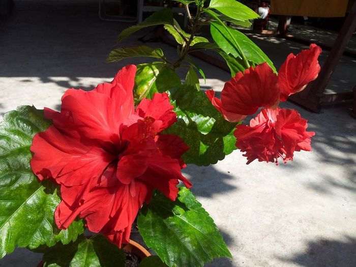 alaturi de classic red