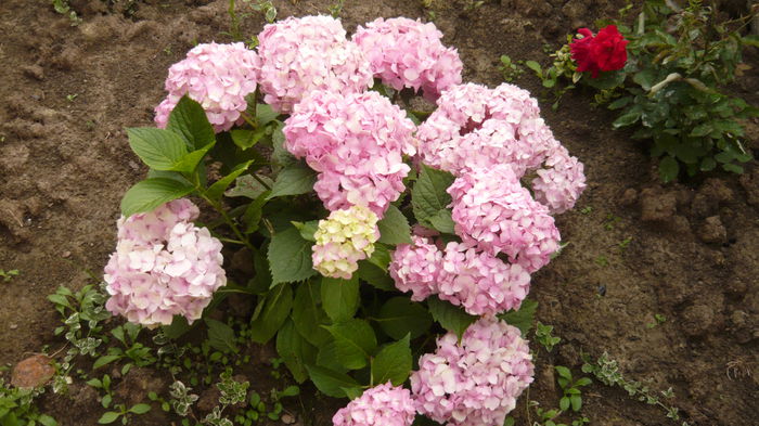 064 - hortensia