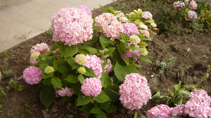 065 - hortensia