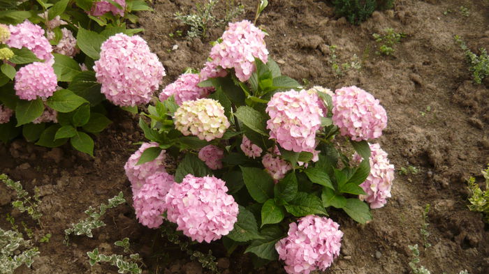 066 - hortensia