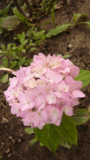 069 - hortensia