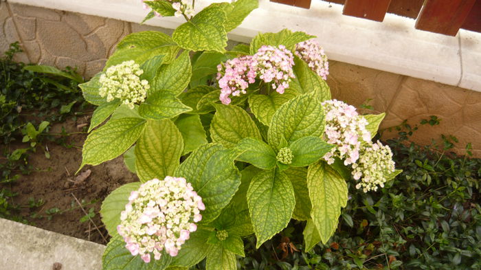 070 - hortensia
