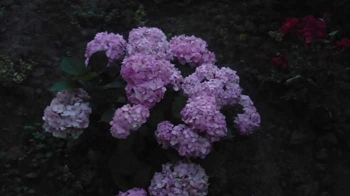 326 - hortensia