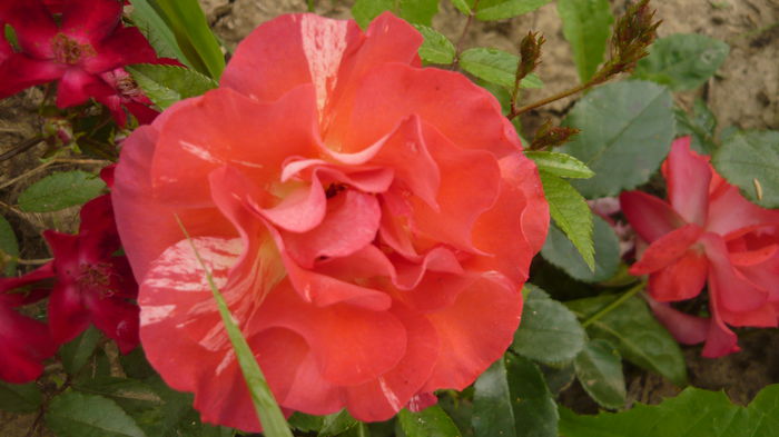 086 - Meilland Sorbet Fruite