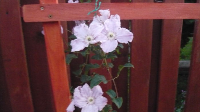 286 - clematite infloriri