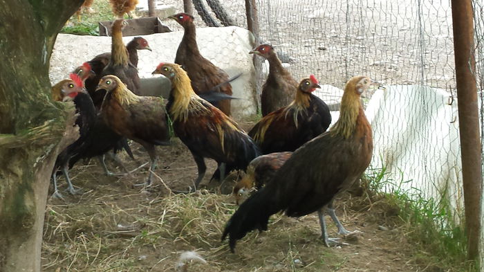 pheonix tineret august 2014