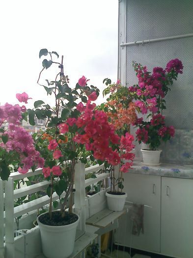 Pic_0815_154 - BOUGAINVILLEA       august - septembrie 2014