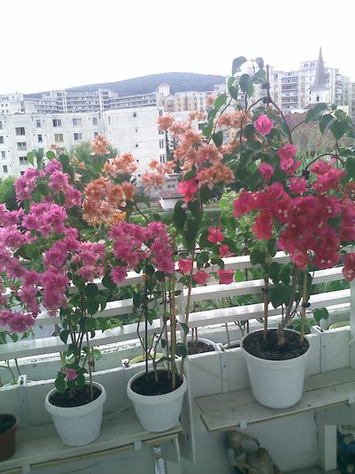 Pic_0815_159 - BOUGAINVILLEA       august - septembrie 2014