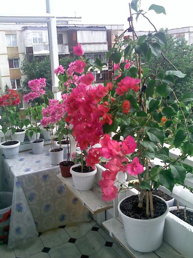 Pic_0815_146 - BOUGAINVILLEA       august - septembrie 2014