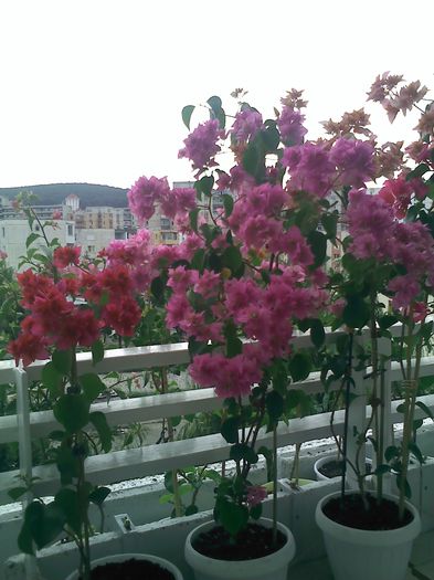 Pic_0815_163 - BOUGAINVILLEA       august - septembrie 2014