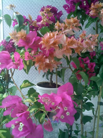 Pic_0815_174 - BOUGAINVILLEA       august - septembrie 2014