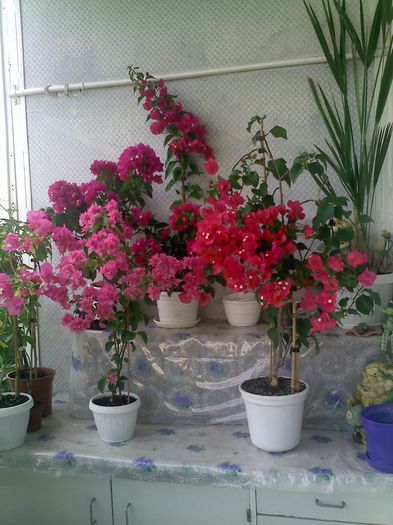 Pic_0815_175