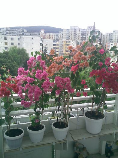 Pic_0815_168 - BOUGAINVILLEA       august - septembrie 2014