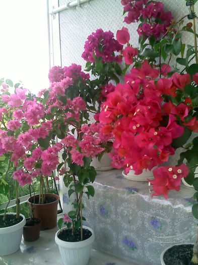 Pic_0815_177 - BOUGAINVILLEA       august - septembrie 2014