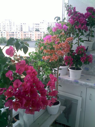 Pic_0816_185 - BOUGAINVILLEA       august - septembrie 2014