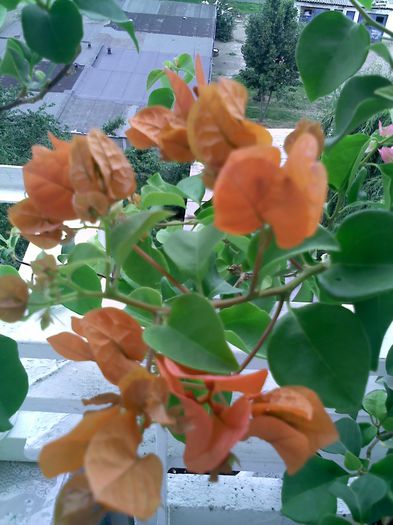 Pic_0817_218