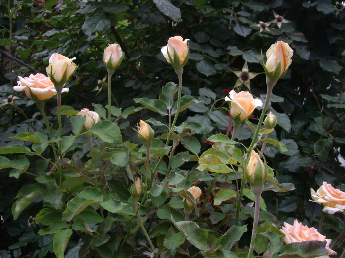 IMGP7219 - trandafiri 2014 -1
