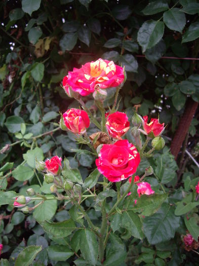 miniatura - trandafiri 2014 -1