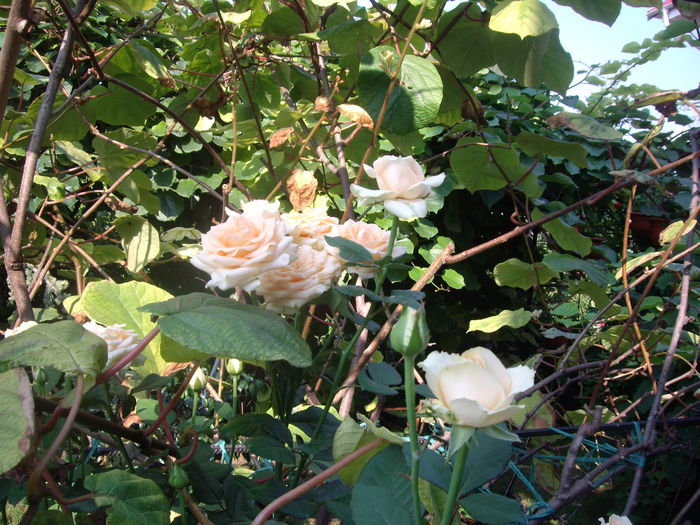 IMGP7241 - trandafiri 2014 -1