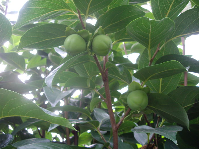 kaki - flori si trandafiri  - 2014