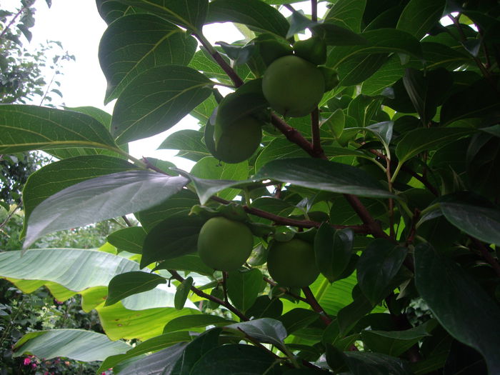 kaki - flori si trandafiri  - 2014