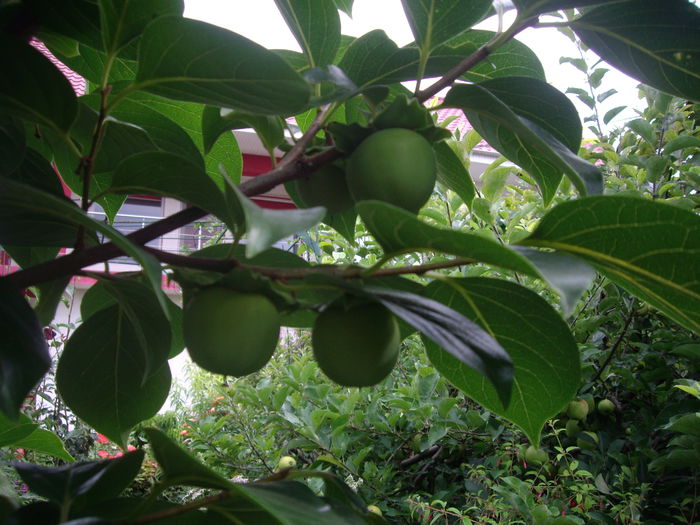 kaki - flori si trandafiri  - 2014