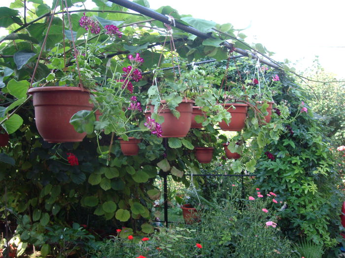 IMGP7243 - flori si trandafiri  - 2014